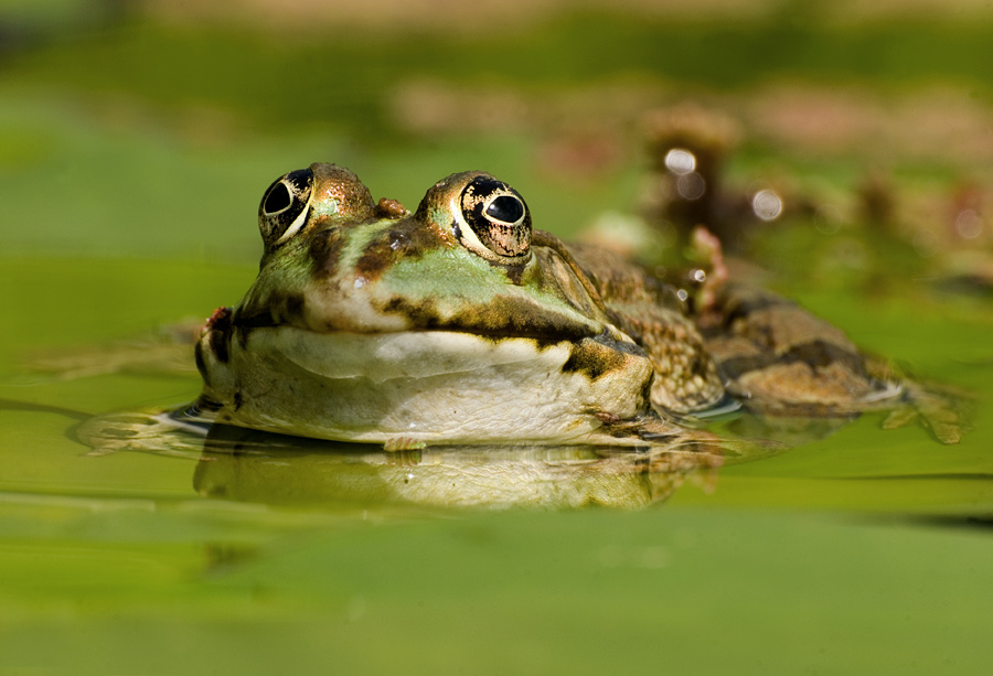 Froschgesicht