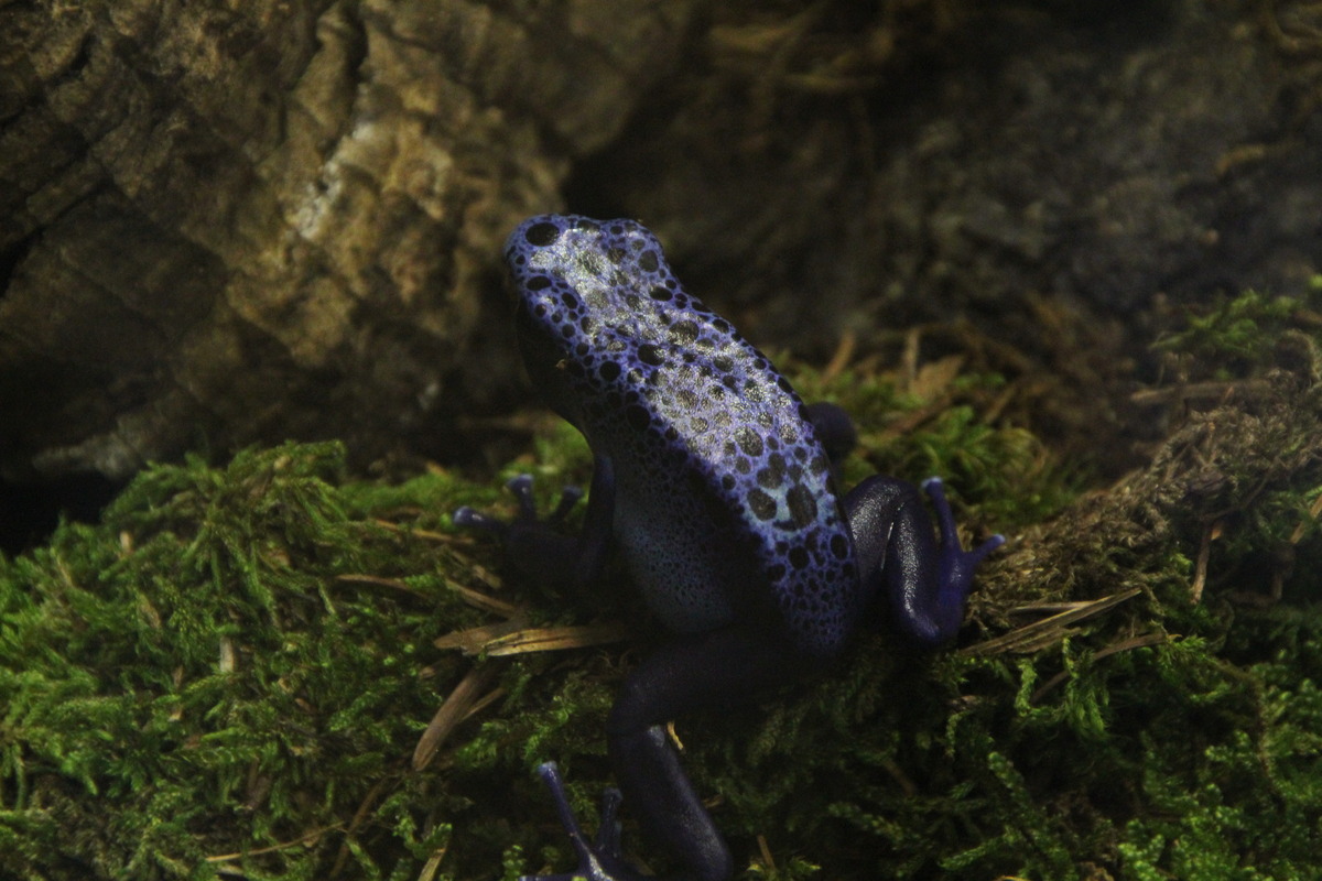 Blauer Baumsteiger
