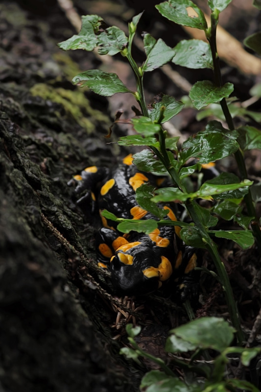 Feuersalamander