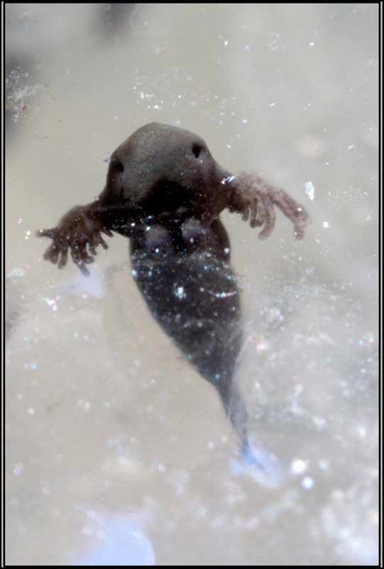 Blick aus der Ursuppe