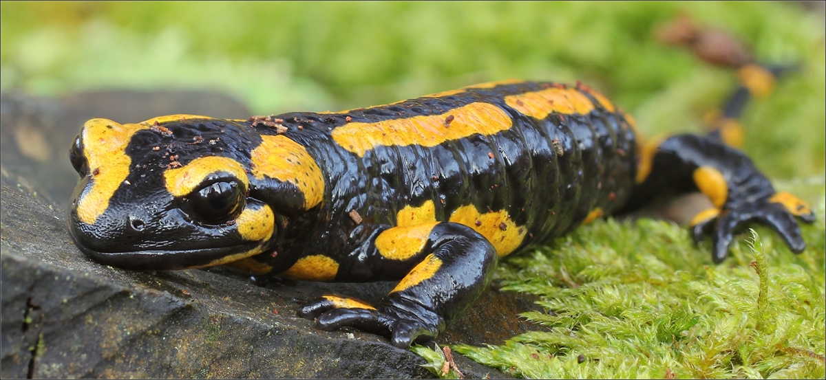  Feuersalamander (Salamandra salamandra)