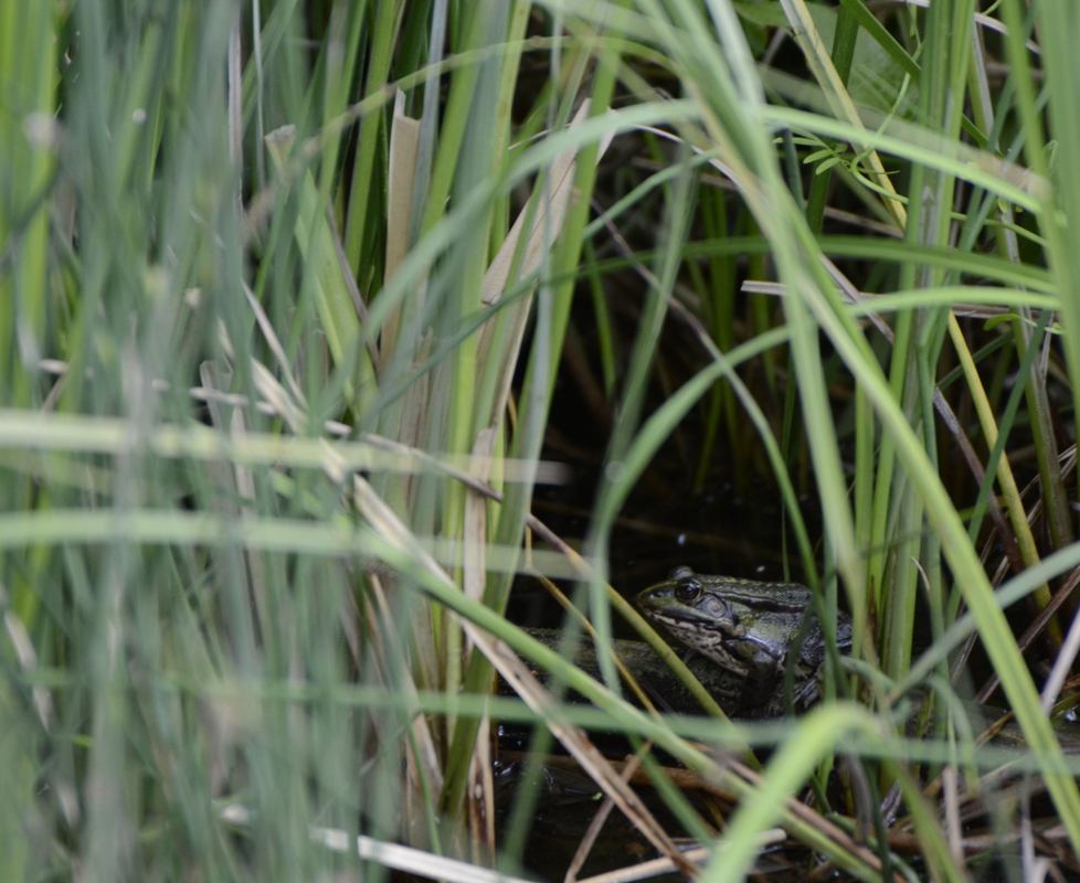Wasserffrosch in der Donauau
