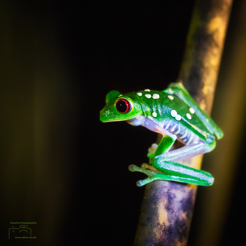 Rotaugenlaubfrosch