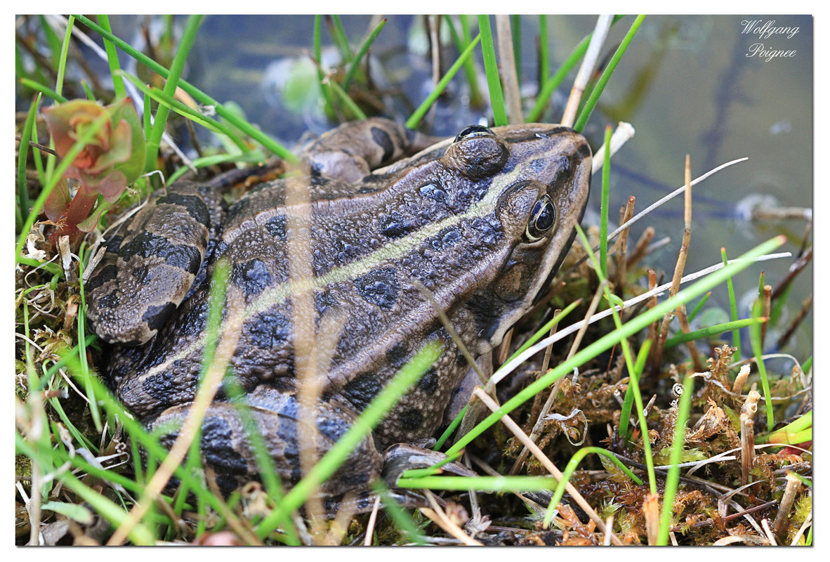 die Saison ist eröffnet - Quak