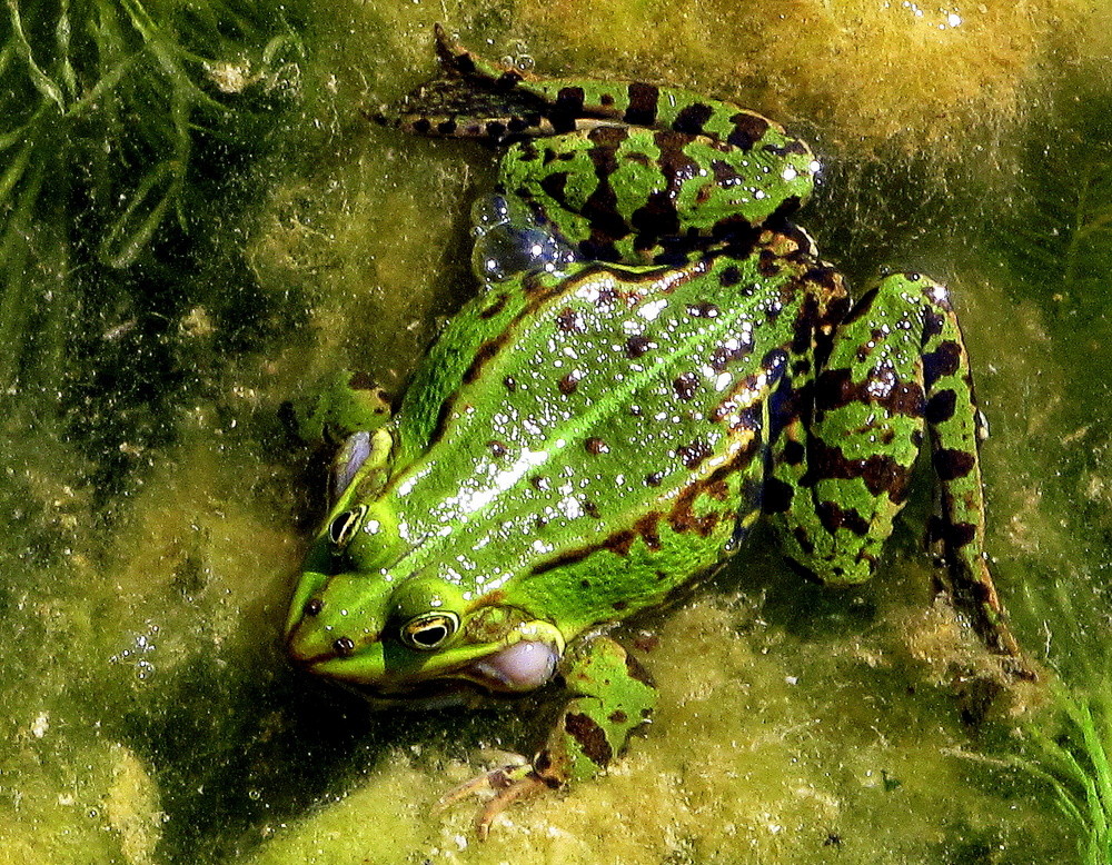 Teichfrosch