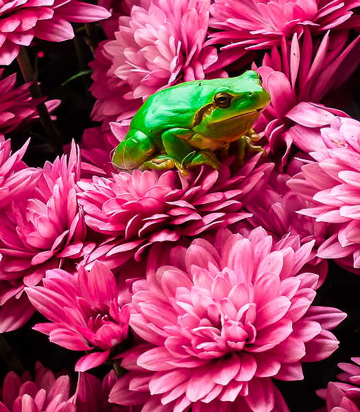 Frosch