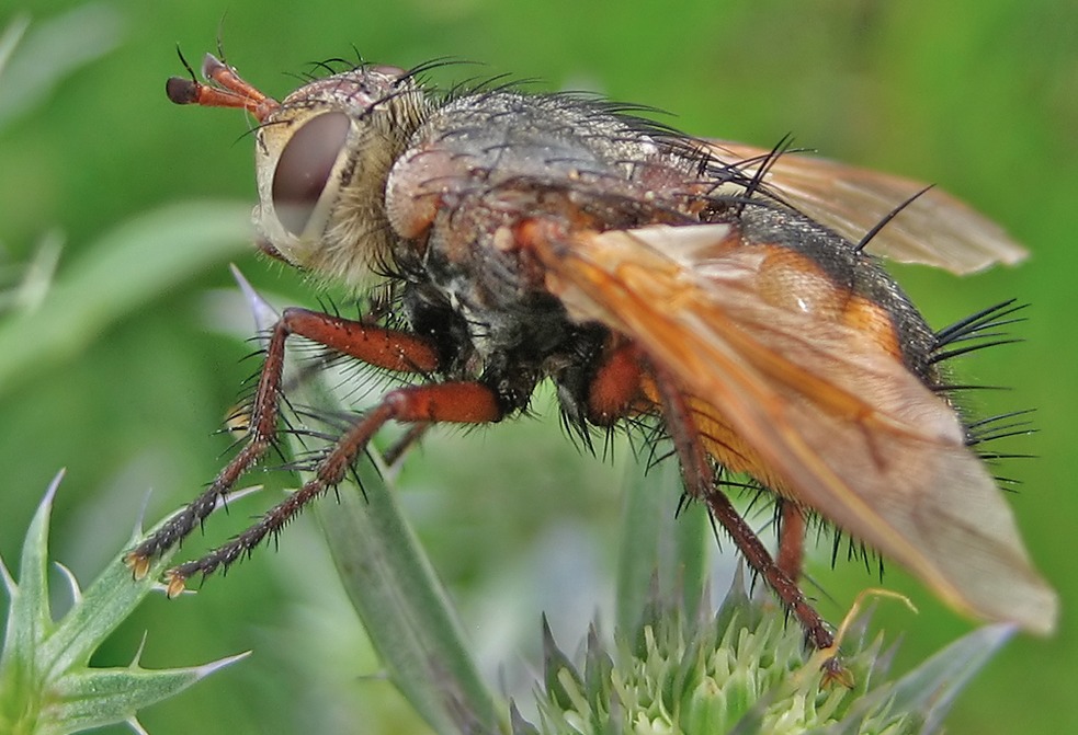 Igelfliege