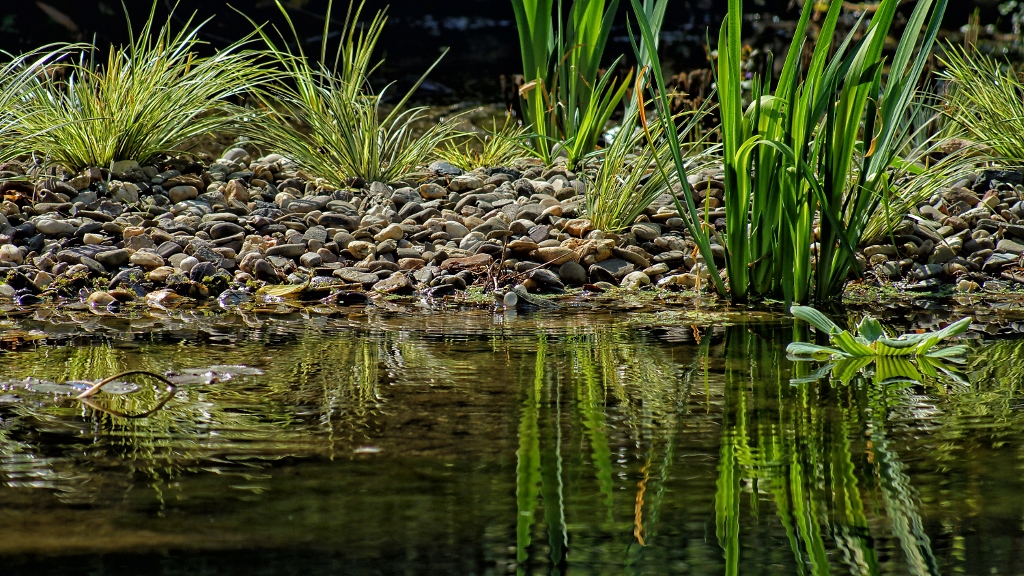 Der Frosch am Ufer