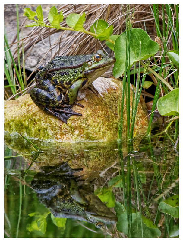 Froschkönig