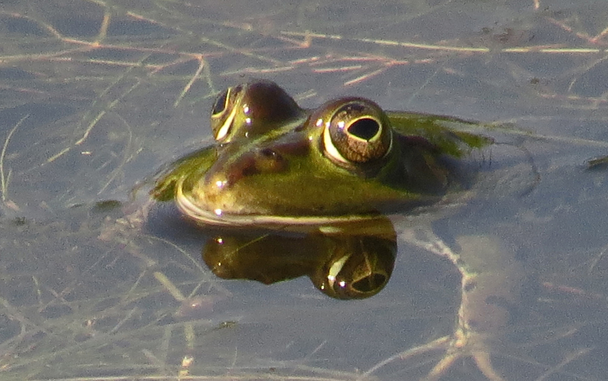 Glücksfrosch