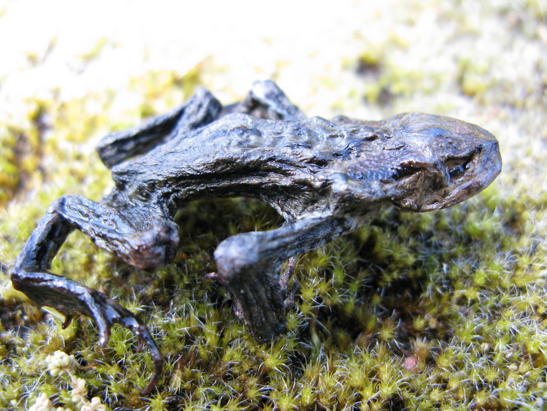 Habe den nächsten Teich im NSG Langenhorner Heide nicht mehr erreicht !