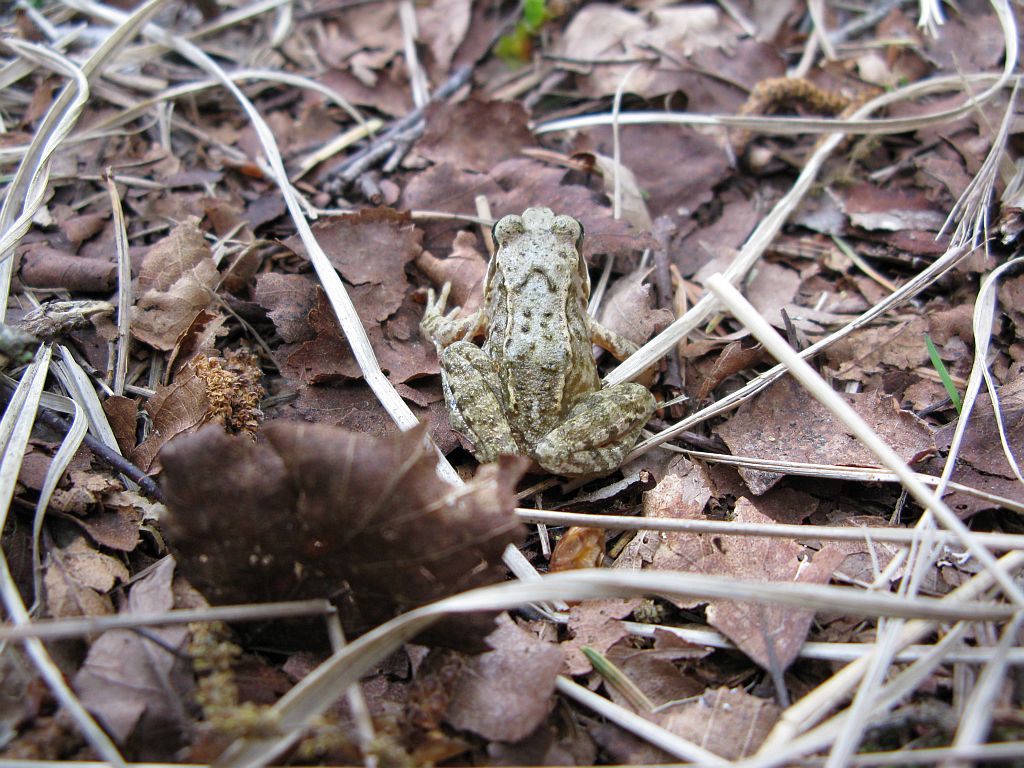 Grasfrosch im NSG Langenhorner Heide (1)