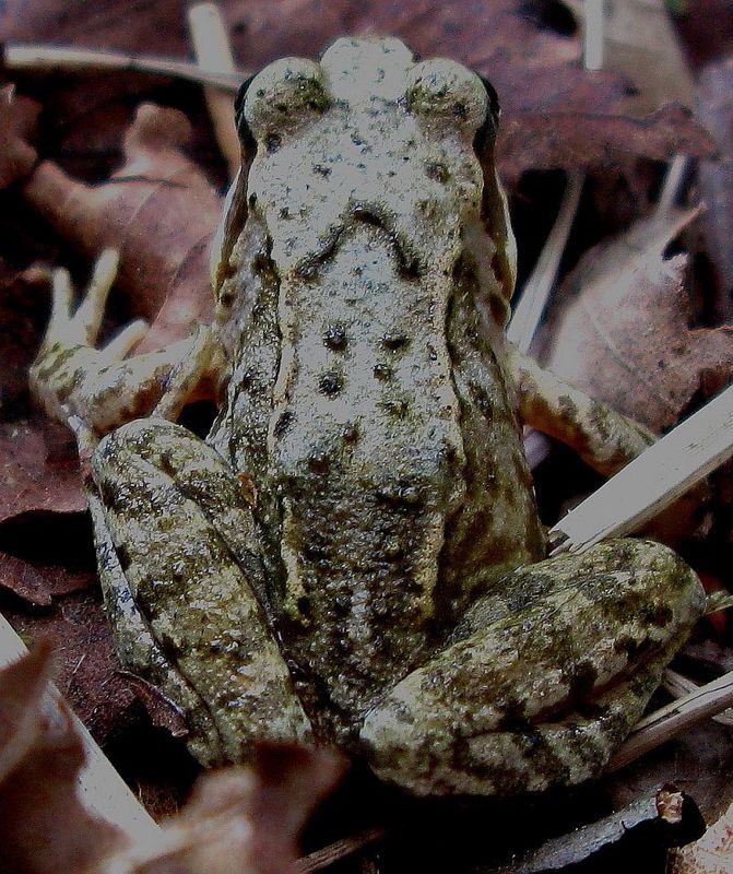 Grasfrosch im NSG Langenhorner Heide (2)