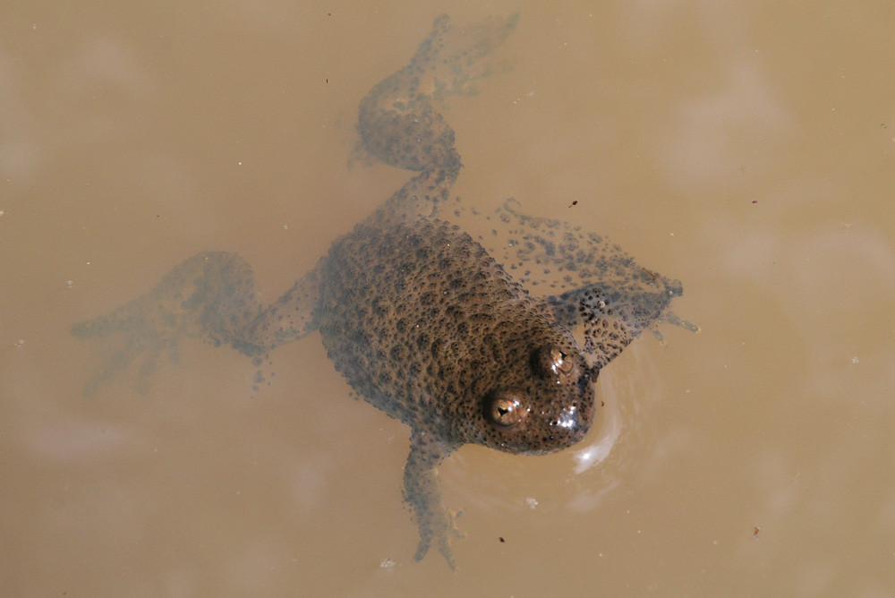 Weltweites Amphibiensterben durch den Chytridpilz