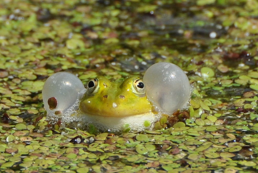 Kaugummi