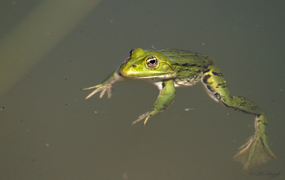 Frosch