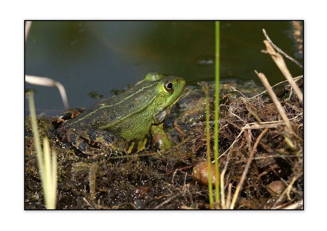 Teichfrosch (Rana esculenta)