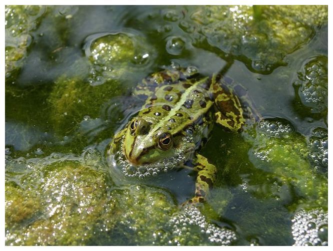 Frosch1