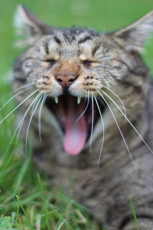 müde Katze