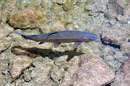 Fotos_Fische