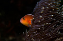 Fotos_Fische
