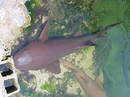Fotos_Fische