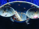 Fotos_Fische