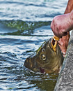 Fotos_Fische