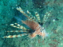 Fotos_Fische