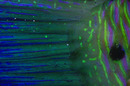 Fotos_Fische