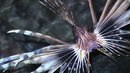 Fotos_Fische