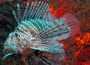 Fotos_Fische