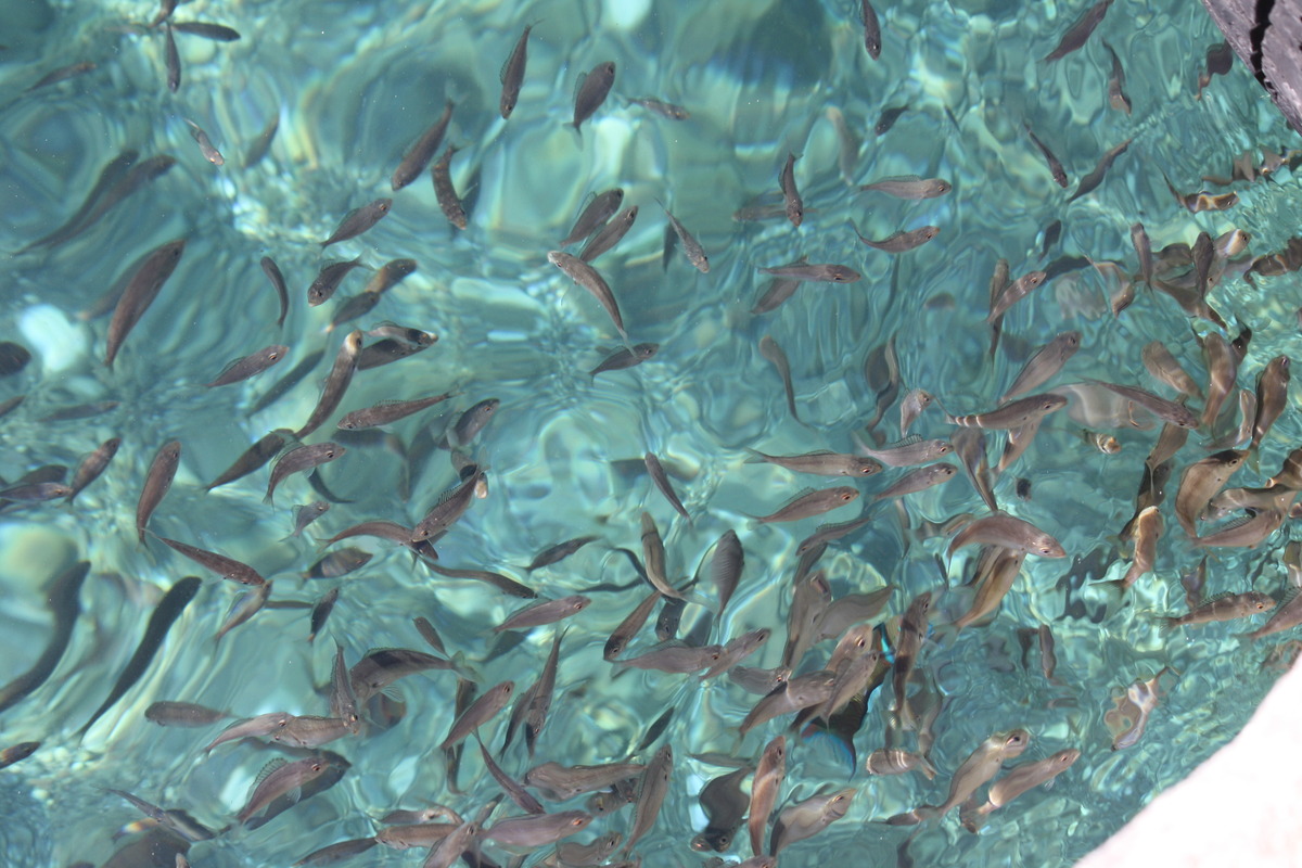 Fischlein im Mittelmeer
