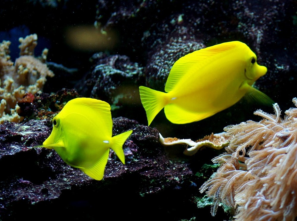 Meeresaquarium Zelle Melis in Thüringen