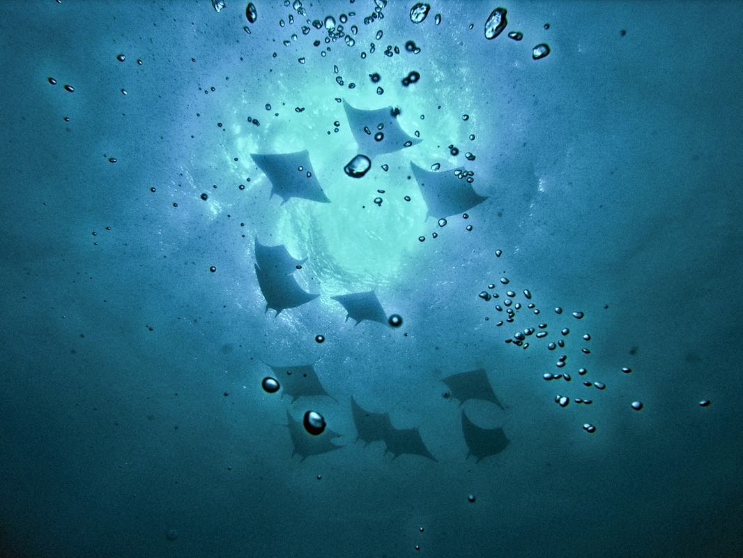 ~Dance of the Manta~