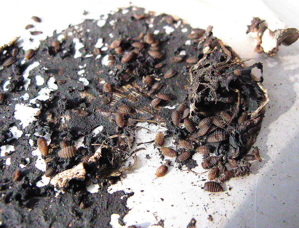 "Manfred,  das war es dann wohl mit der Pilzbestimmung!" --- 1. Foto ---