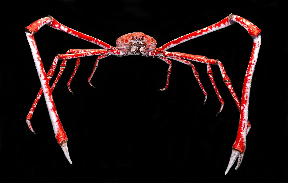 Japanische Riesenkrabbe 