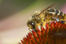 Fotos_Bienen, Wespen, Hummeln