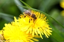 Fotos_Bienen, Wespen, Hummeln