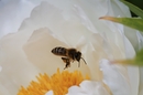 Fotos_Bienen, Wespen, Hummeln