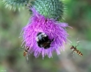 Fotos_Bienen, Wespen, Hummeln