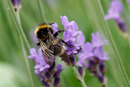 Fotos_Bienen, Wespen, Hummeln