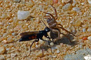 Fotos_Bienen, Wespen, Hummeln