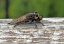 Fotos_Bienen, Wespen, Hummeln