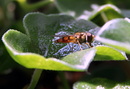 Fotos_Bienen, Wespen, Hummeln
