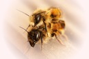 Fotos_Bienen, Wespen, Hummeln