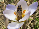 Biene im Krokus beim Nektar sammeln