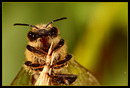 Fotos_Bienen, Wespen, Hummeln