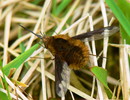 Fotos_Bienen, Wespen, Hummeln