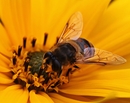 Fotos_Bienen, Wespen, Hummeln